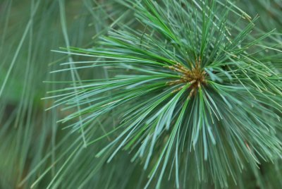 Pinus pungens - borovice pichlavá - jehlice